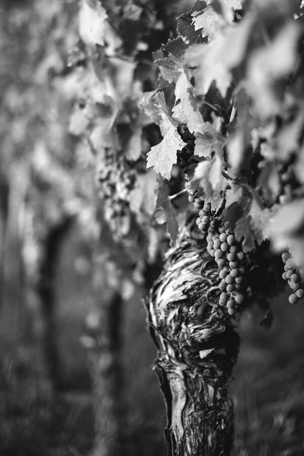 Edict Wines